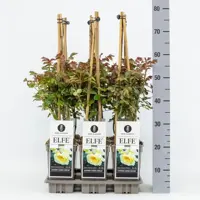Rosa 'Elfe' (Roos) 75cm - afbeelding 2