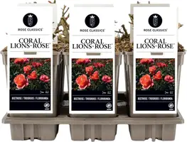 Rosa (F) 'Coral Lions-Rose' 20cm kopen?
