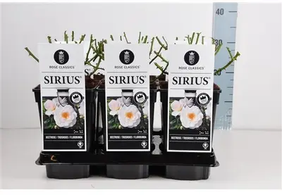 Rosa (f) sirius - afbeelding 1