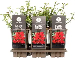 Rosa fairy king (struikroos) 35 cm - afbeelding 1