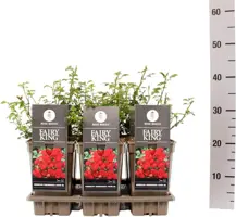 Rosa fairy king (struikroos) 35 cm - afbeelding 2