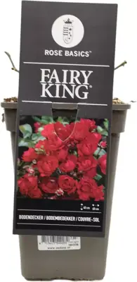 Rosa fairy king (struikroos) 35 cm - afbeelding 3
