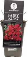 Rosa fairy king (struikroos) 35 cm - afbeelding 3