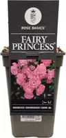Rosa 'Fairy Princess' 35cm kopen?