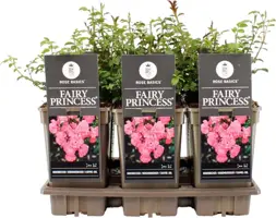 Rosa 'Fairy Princess' (Roos) 35cm - afbeelding 1