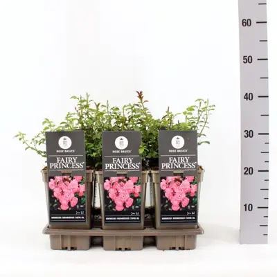 Rosa 'Fairy Princess' (Roos) 35cm - afbeelding 2