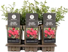 Rosa 'Fairy Queen' (Roos) 35cm - afbeelding 1