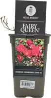 Rosa 'Fairy Queen' (Roos) 35cm - afbeelding 2