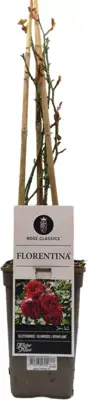 Rosa florentina (klimroos) 50-60 cm - afbeelding 2