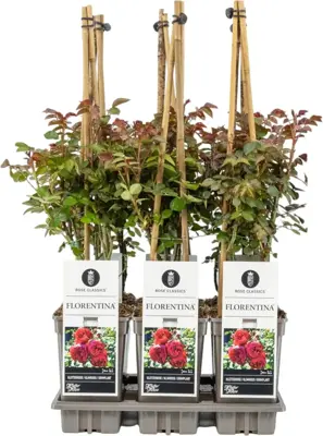 Rosa florentina (klimroos) 50-60 cm - afbeelding 1