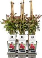 Rosa florentina (klimroos) 50-60 cm - afbeelding 1