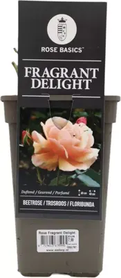 Rosa 'Fragrant Delight' 35cm - afbeelding 1