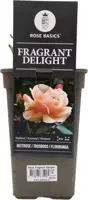 Rosa 'Fragrant Delight' 35cm - afbeelding 1