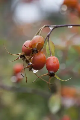 Rosa glauca (Bergroos) - afbeelding 6