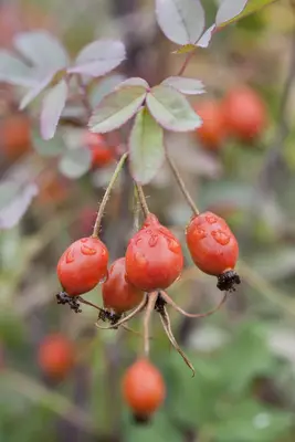 Rosa glauca (Bergroos) - afbeelding 7