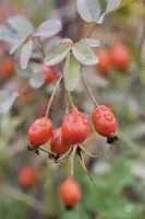 Rosa glauca (Bergroos) - afbeelding 7