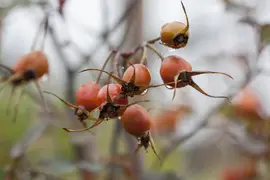 Rosa glauca (Bergroos) - afbeelding 5