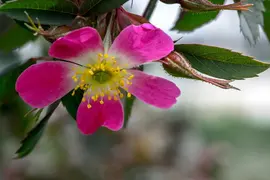 Rosa glauca (Bergroos) - afbeelding 3