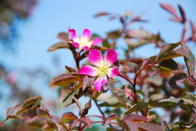 Rosa glauca (Bergroos) - afbeelding 2
