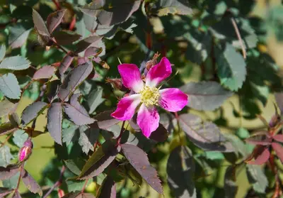 Rosa glauca (Bergroos) - afbeelding 4