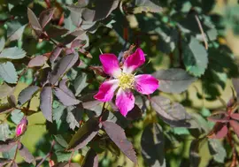 Rosa glauca (Bergroos) - afbeelding 4