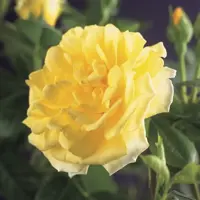 Rosa 'Golden Climber' (Klimroos) klimplant - afbeelding 3
