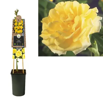 Rosa 'Golden Climber' (Klimroos) klimplant 75cm - afbeelding 2