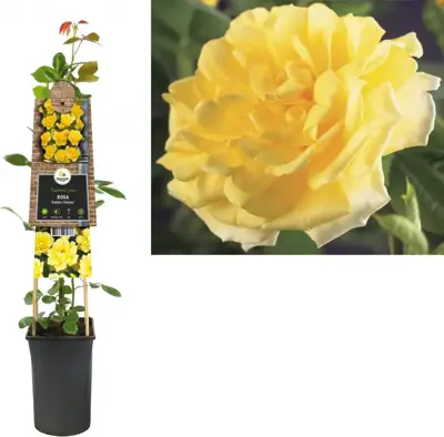 Rosa 'Golden Climber' (Klimroos) klimplant 75cm - afbeelding 1