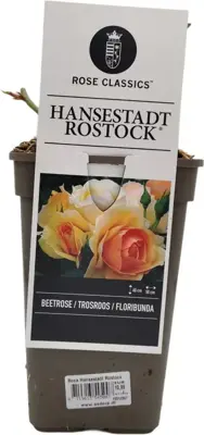 Rosa 'Hansestadt Rostock'® (Roos) 20cm - afbeelding 1