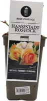 Rosa 'Hansestadt Rostock'® (Roos) 20cm - afbeelding 1