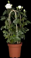 Rosa 'Heidelberg' (Klimroos) klimplant - afbeelding 24