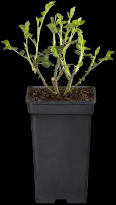 Rosa 'Heidelberg' (Klimroos) klimplant - afbeelding 39