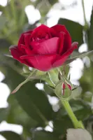 Rosa 'Heidelberg' (Klimroos) klimplant - afbeelding 5