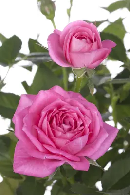 Rosa 'Heidelberg' (Klimroos) klimplant - afbeelding 8