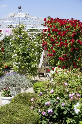 Rosa 'Heidelberg' (Klimroos) klimplant - afbeelding 13