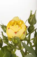 Rosa 'Heidelberg' (Klimroos) klimplant - afbeelding 15
