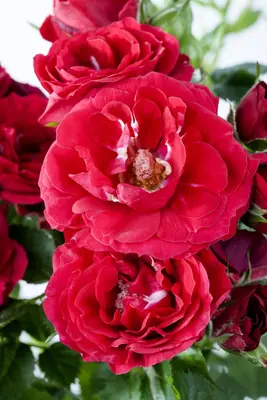 Rosa 'Heidelberg' (Klimroos) klimplant - afbeelding 25