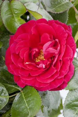 Rosa 'Heidelberg' (Klimroos) klimplant - afbeelding 26