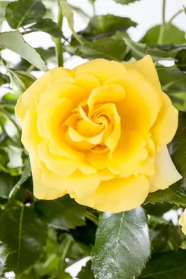 Rosa 'Heidelberg' (Klimroos) klimplant - afbeelding 27