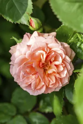 Rosa 'Heidelberg' (Klimroos) klimplant - afbeelding 31
