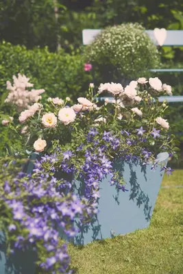 Rosa 'Heidelberg' (Klimroos) klimplant - afbeelding 32