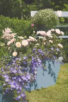 Rosa 'Heidelberg' (Klimroos) klimplant - afbeelding 32