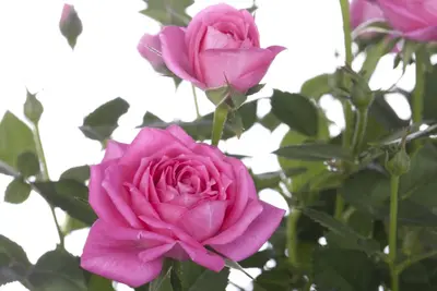 Rosa 'Heidelberg' (Klimroos) klimplant - afbeelding 7