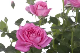 Rosa 'Heidelberg' (Klimroos) klimplant - afbeelding 7