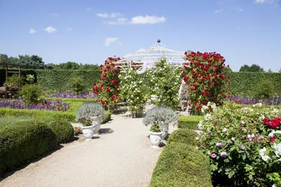 Rosa 'Heidelberg' (Klimroos) klimplant - afbeelding 12