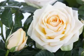Rosa 'Heidelberg' (Klimroos) klimplant - afbeelding 14