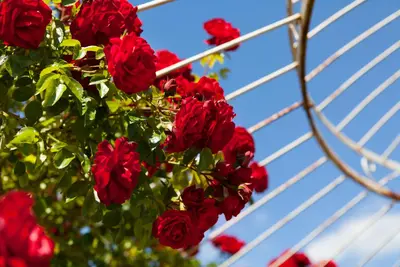 Rosa 'Heidelberg' (Klimroos) klimplant - afbeelding 22