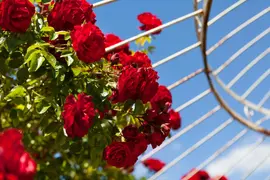 Rosa 'Heidelberg' (Klimroos) klimplant - afbeelding 22