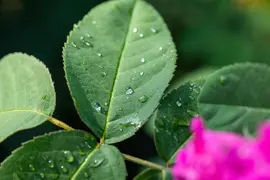 Rosa 'Heidelberg' (Klimroos) klimplant - afbeelding 44