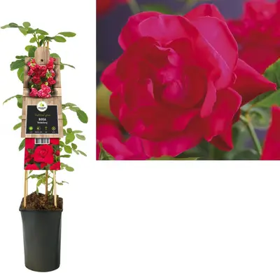 Rosa 'Heidelberg' (Klimroos) klimplant - afbeelding 2